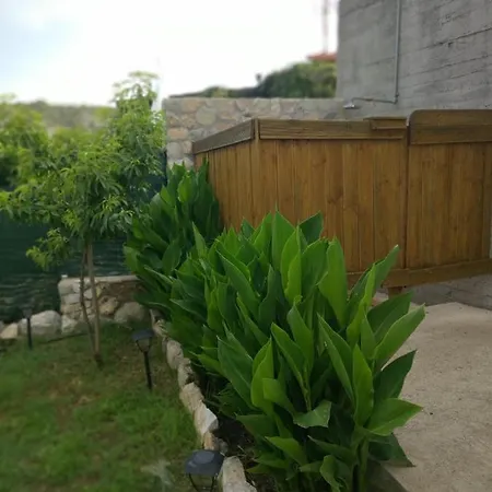 Palm